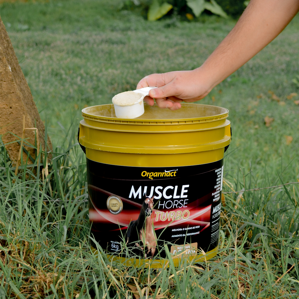 Equine muscle gain, Best supplement for horse metabolic, Best supplement for equine metabolic, Best supplement for performance horses, Best supplement for performance equines, Digestive supplement for horse, Digestive supplement for equines, Calming supplements for horses, Calming supplements for equines, Best calming paste, Horse vitamins and minerals supplement, Equine vitamins and minerals supplement, Supplement performance for horse, Supplement performance for equine