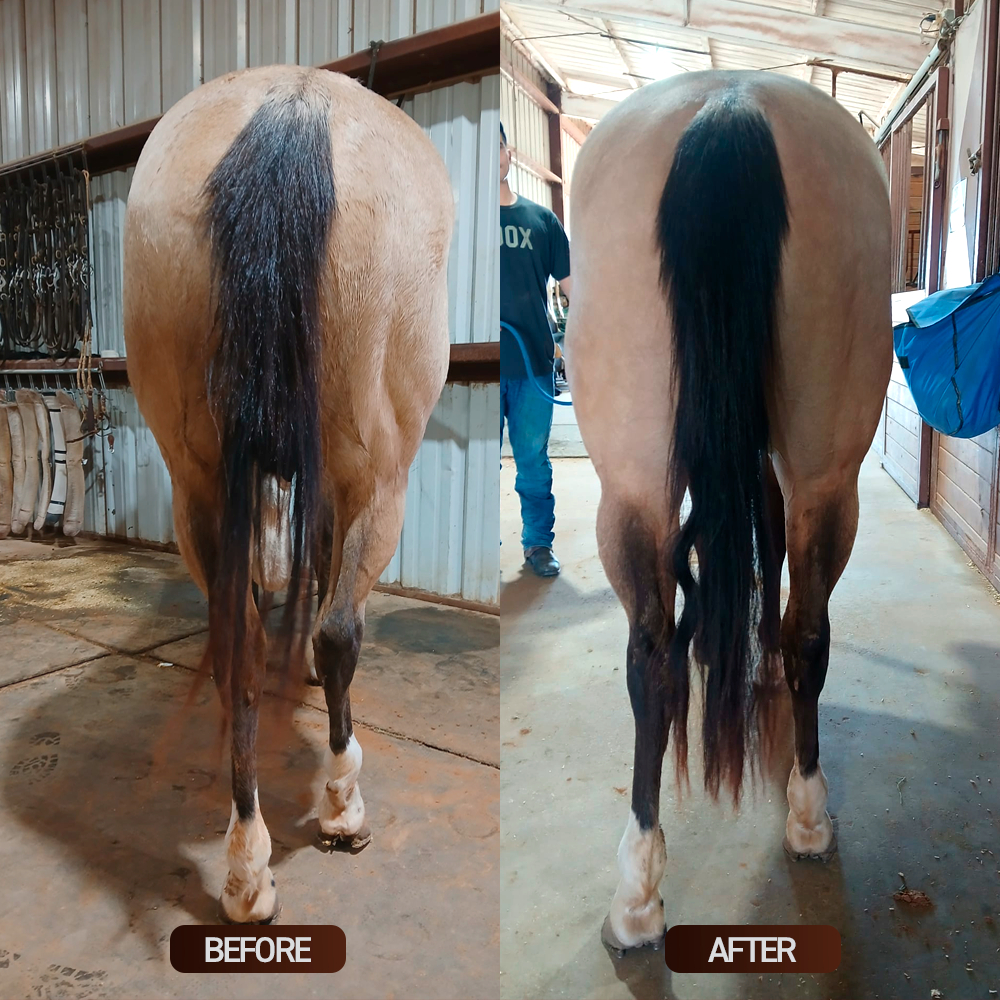 Equine muscle gain, Best supplement for horse metabolic, Best supplement for equine metabolic, Best supplement for performance horses, Best supplement for performance equines, Digestive supplement for horse, Digestive supplement for equines, Calming supplements for horses, Calming supplements for equines, Best calming paste, Horse vitamins and minerals supplement, Equine vitamins and minerals supplement, Supplement performance for horse, Supplement performance for equine