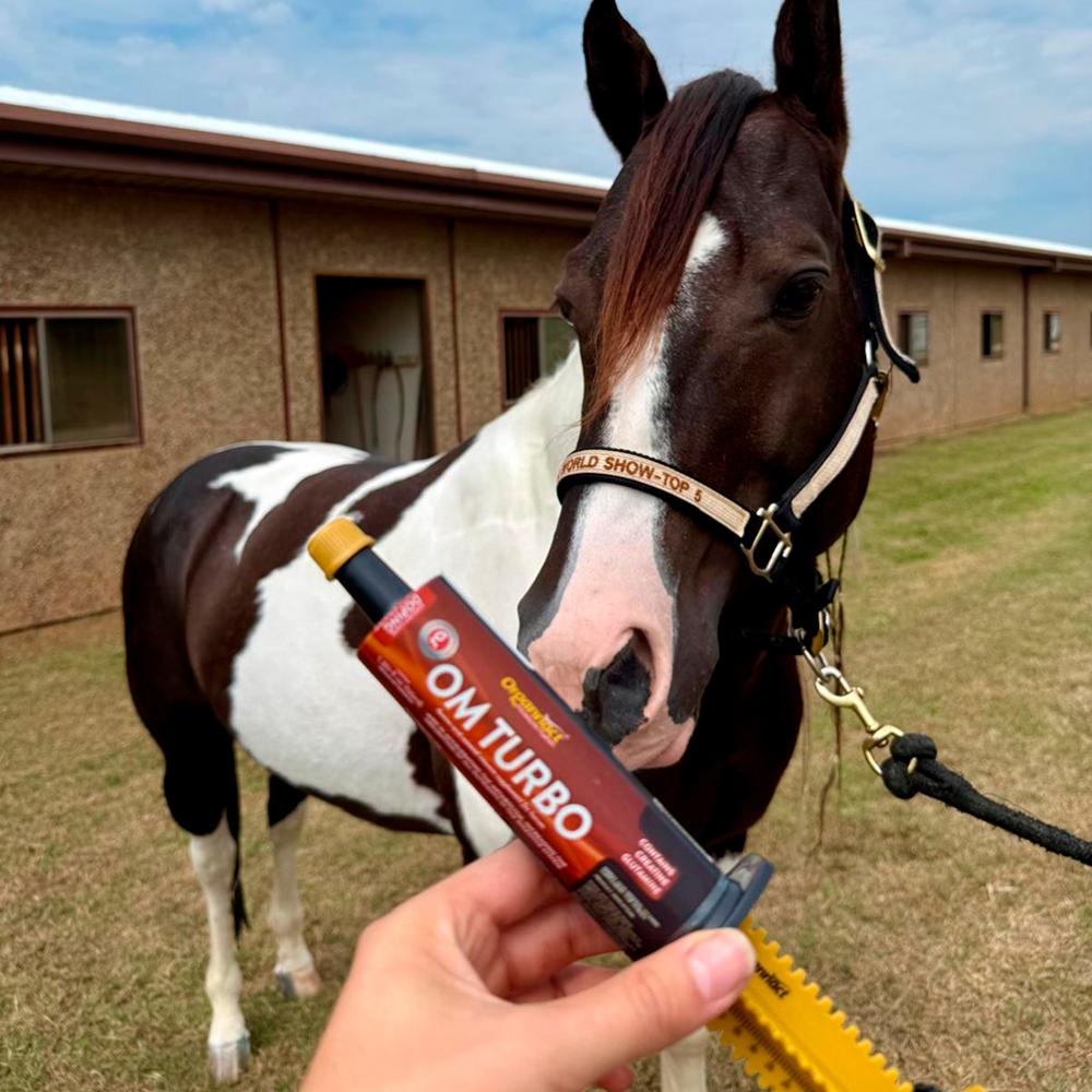 Equine muscle gain, Best supplement for horse metabolic, Best supplement for equine metabolic, Best supplement for performance horses, Best supplement for performance equines, Digestive supplement for horse, Digestive supplement for equines, Calming supplements for horses, Calming supplements for equines, Best calming paste, Horse vitamins and minerals supplement, Equine vitamins and minerals supplement, Supplement performance for horse, Supplement performance for equine