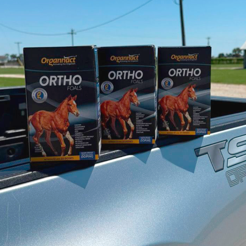 Horse supplements, Equine supplements, Horse supplement, Equine supplement, Performance horse, Performance equine, Performance horse training, Performance equine training, Calm supplement for horses, Calm supplement for equines, Best supplement for horses, Best supplement for equines, Energy supplement for horses, Energy supplement for equines, Supplement for horses muscles, Supplement for equines muscles, Horses muscle mass, Equine muscle mass, Horse muscle gain