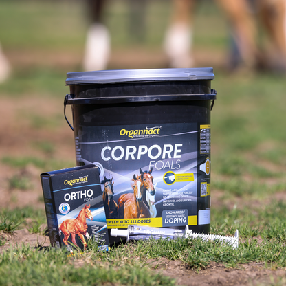 Horse supplements, Equine supplements, Horse supplement, Equine supplement, Performance horse, Performance equine, Performance horse training, Performance equine training, Calm supplement for horses, Calm supplement for equines, Best supplement for horses, Best supplement for equines, Energy supplement for horses, Energy supplement for equines, Supplement for horses muscles, Supplement for equines muscles, Horses muscle mass, Equine muscle mass, Horse muscle gain