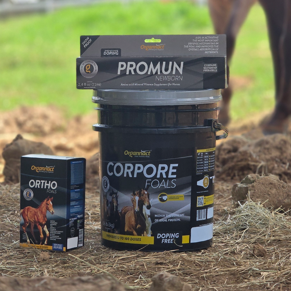 Horse supplements, Equine supplements, Horse supplement, Equine supplement, Performance horse, Performance equine, Performance horse training, Performance equine training, Calm supplement for horses, Calm supplement for equines, Best supplement for horses, Best supplement for equines, Energy supplement for horses, Energy supplement for equines, Supplement for horses muscles, Supplement for equines muscles, Horses muscle mass, Equine muscle mass, Horse muscle gain