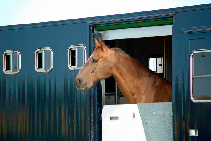 Equine metabolic, Horse metabolic, Pelleted horse, Pelleted equine, Horse digestion, Equine digestion, Horse intestine, Equine intestine, Horse gut health, Equine gut health, Horse nutrition care, Equine nutrition care, Hoof supplements horse, Hoof supplements equine, Healthy coat for horses, Healthy coat for equines, ATP horses, ATP equines, Pre race horses, Complete equine performance products