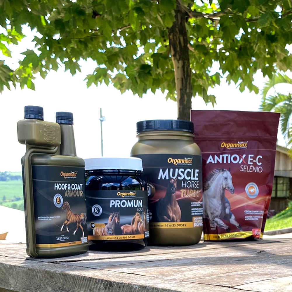 Horse supplements, Equine supplements, Horse supplement, Equine supplement, Performance horse, Performance equine, Performance horse training, Performance equine training, Calm supplement for horses, Calm supplement for equines, Best supplement for horses, Best supplement for equines, Energy supplement for horses, Energy supplement for equines, Supplement for horses muscles, Supplement for equines muscles, Horses muscle mass, Equine muscle mass, Horse muscle gain