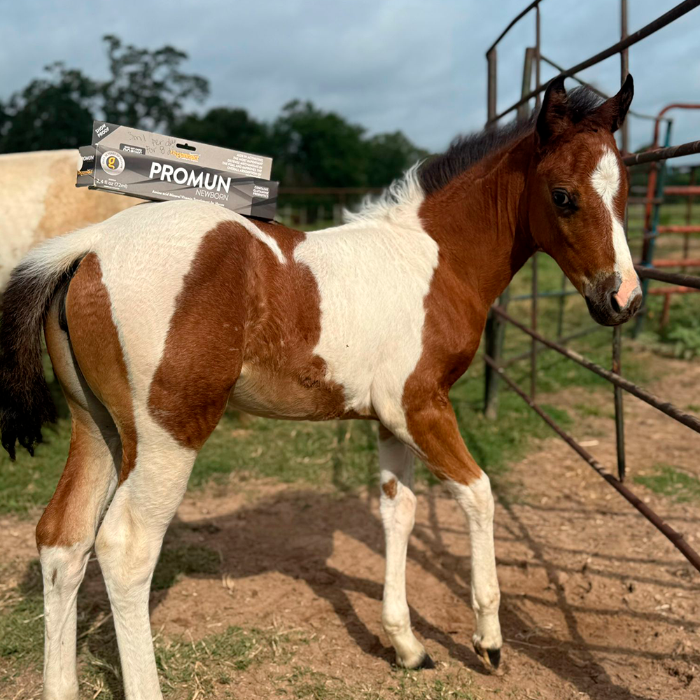 Horse supplements, Equine supplements, Horse supplement, Equine supplement, Performance horse, Performance equine, Performance horse training, Performance equine training, Calm supplement for horses, Calm supplement for equines, Best supplement for horses, Best supplement for equines, Energy supplement for horses, Energy supplement for equines, Supplement for horses muscles, Supplement for equines muscles, Horses muscle mass, Equine muscle mass, Horse muscle gain