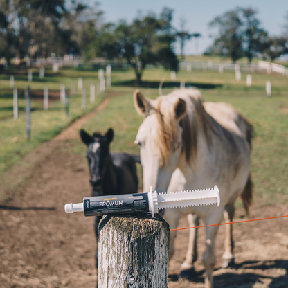 Horse supplements, Equine supplements, Horse supplement, Equine supplement, Performance horse, Performance equine, Performance horse training, Performance equine training, Calm supplement for horses, Calm supplement for equines, Best supplement for horses, Best supplement for equines, Energy supplement for horses, Energy supplement for equines, Supplement for horses muscles, Supplement for equines muscles, Horses muscle mass, Equine muscle mass, Horse muscle gain