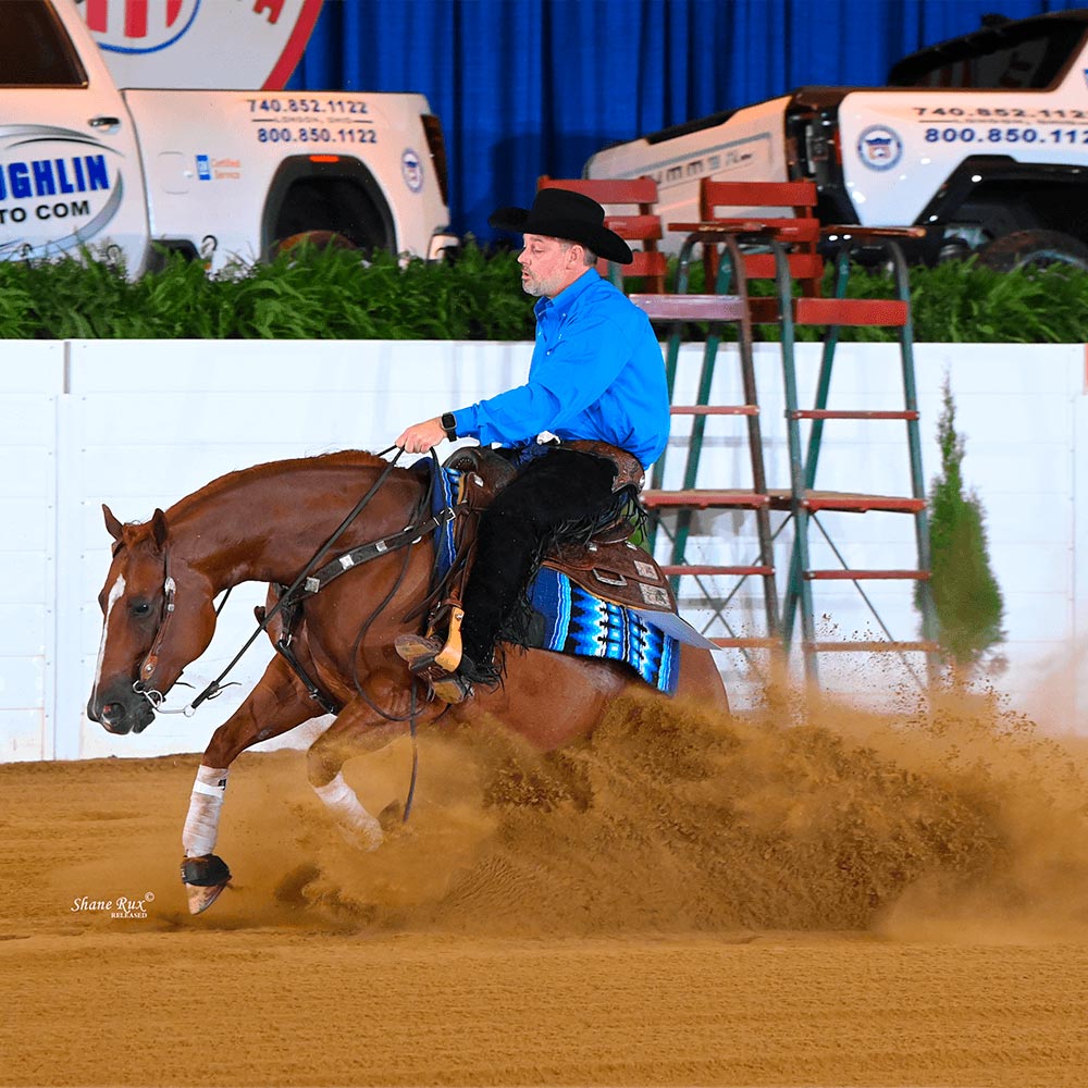 Pre race equines, BCAA equine, BCAA horses, Horse nutrition, Equine nutrition, Weight gain supplements for horses, Weight gain supplements for equines, Foals supplementation, Foal supplement, Supplements for foals, Healthy foal, Newborn foal supplement, Products for newborn foal, Newborn foal care, Foals essential care, Newborn foal, Foal products, Mares nutrition, Nutrition for mares