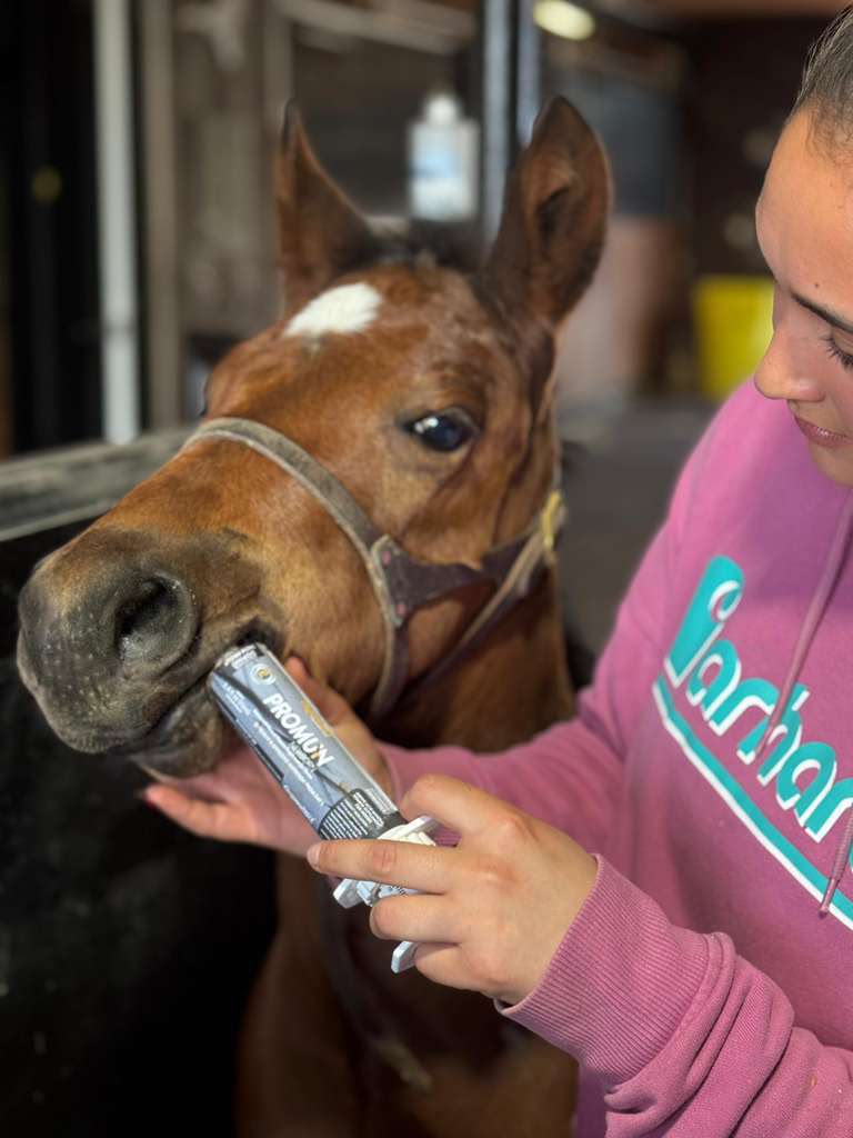 Organnact Promun Newborn Horse Supplement