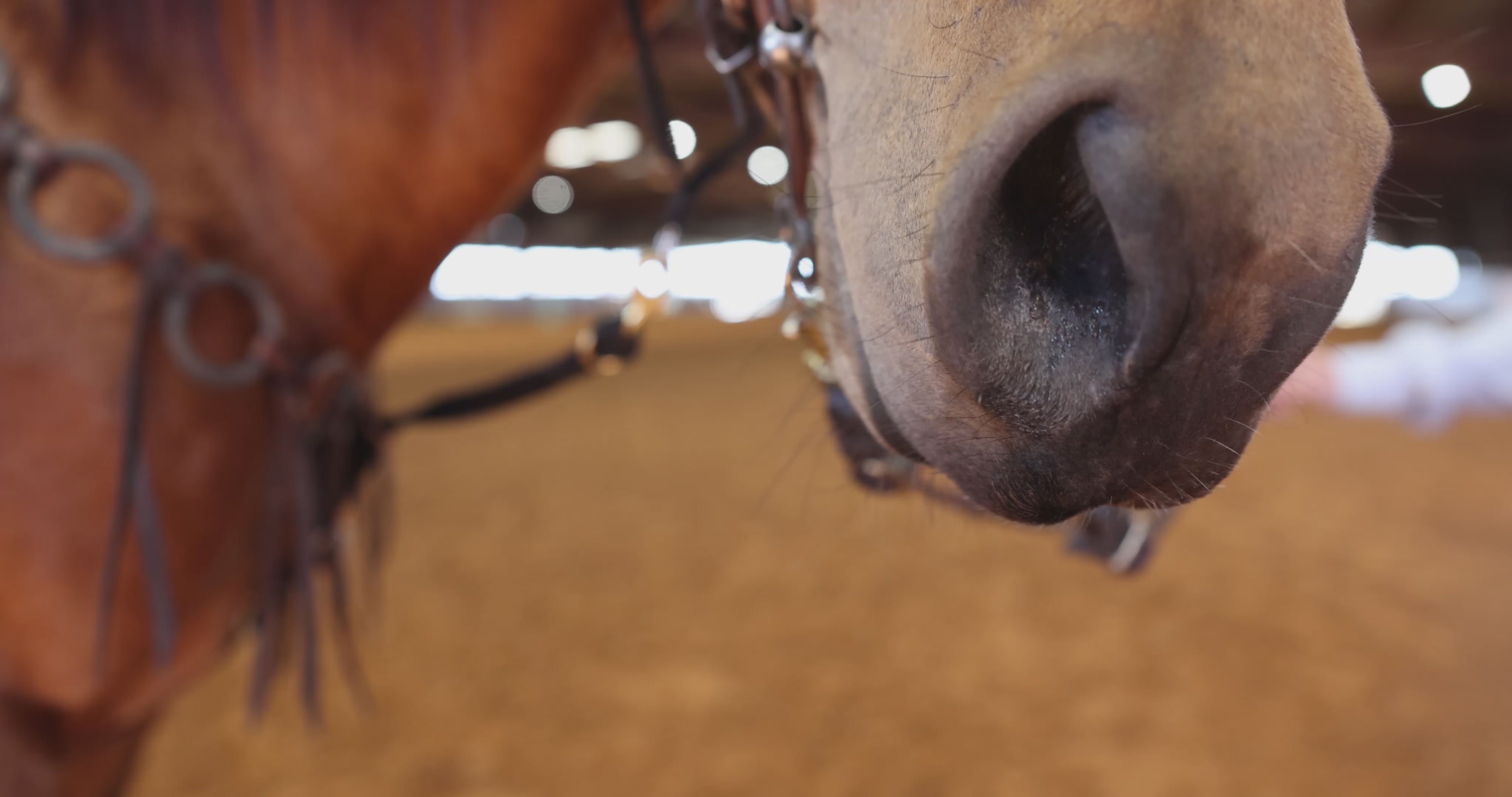 Load video: Equine metabolic, Horse metabolic, Pelleted horse, Pelleted equine, Horse digestion, Equine digestion, Horse intestine, Equine intestine, Horse gut health, Equine gut health, Horse nutrition care, Equine nutrition care, Hoof supplements horse, Hoof supplements equine, Healthy coat for horses, Healthy coat for equines, ATP horses, ATP equines, Pre race horses, Complete equine performance products