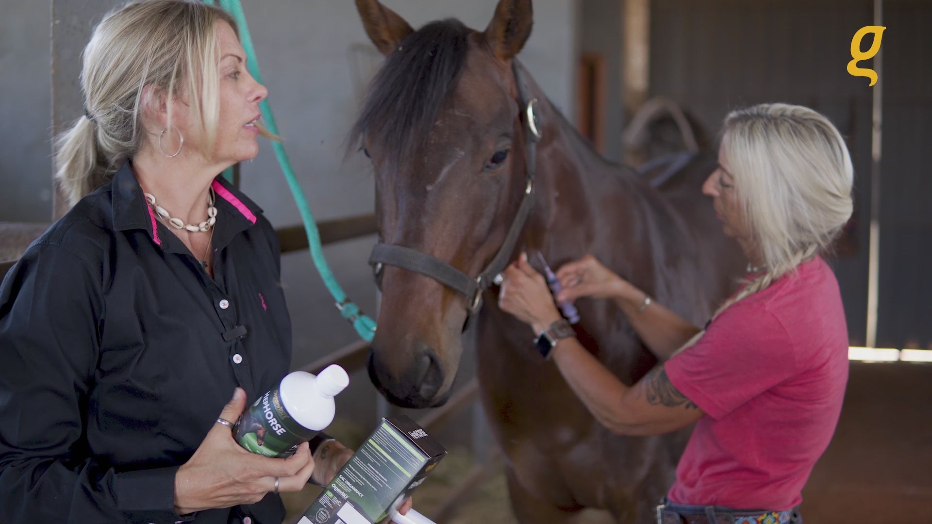 Load video: Pre race equines, BCAA equine, BCAA horses, Horse nutrition, Equine nutrition, Weight gain supplements for horses, Weight gain supplements for equines, Foals supplementation, Foal supplement, Supplements for foals, Healthy foal, Newborn foal supplement, Products for newborn foal, Newborn foal care, Foals essential care, Newborn foal, Foal products, Mares nutrition, Nutrition for mares
