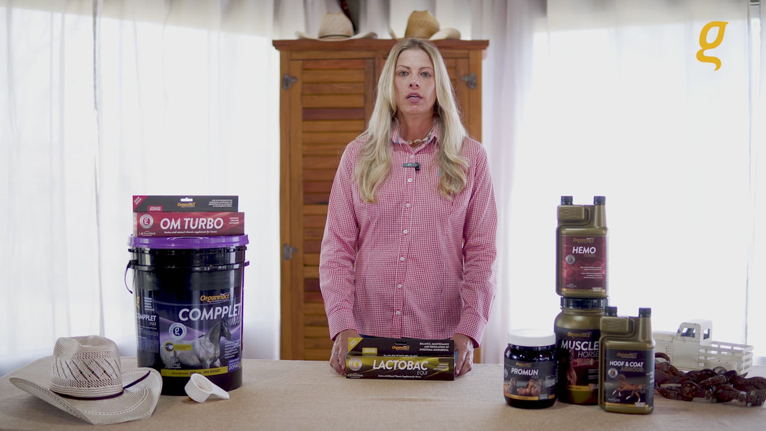 Pre race equines, BCAA equine, BCAA horses, Horse nutrition, Equine nutrition, Weight gain supplements for horses, Weight gain supplements for equines, Foals supplementation, Foal supplement, Supplements for foals, Healthy foal, Newborn foal supplement, Products for newborn foal, Newborn foal care, Foals essential care, Newborn foal, Foal products, Mares nutrition, Nutrition for mares