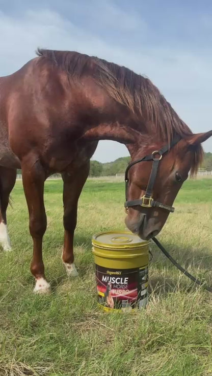 Organnact Muscle Horse Turbo Supplement
