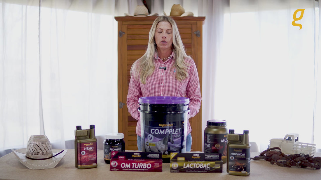 Pre race equines, BCAA equine, BCAA horses, Horse nutrition, Equine nutrition, Weight gain supplements for horses, Weight gain supplements for equines, Foals supplementation, Foal supplement, Supplements for foals, Healthy foal, Newborn foal supplement, Products for newborn foal, Newborn foal care, Foals essential care, Newborn foal, Foal products, Mares nutrition, Nutrition for mares