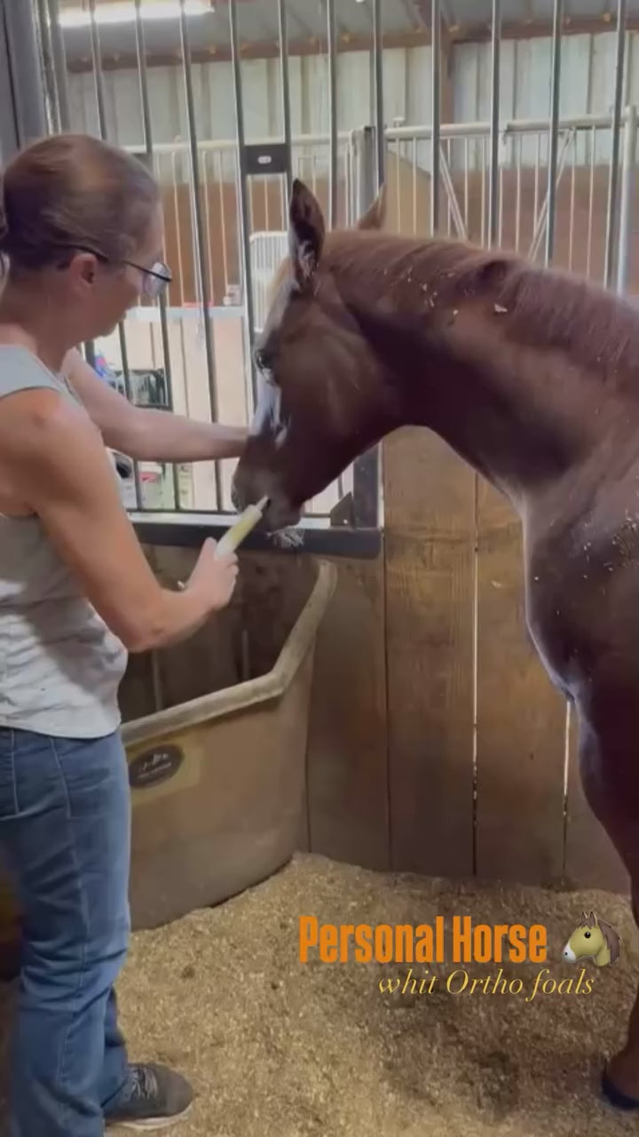 Horse supplements, Equine supplements, Horse supplement, Equine supplement, Performance horse, Performance equine, Performance horse training, Performance equine training, Calm supplement for horses, Calm supplement for equines, Best supplement for horses, Best supplement for equines, Energy supplement for horses, Energy supplement for equines, Supplement for horses muscles, Supplement for equines muscles, Horses muscle mass, Equine muscle mass, Horse muscle gain