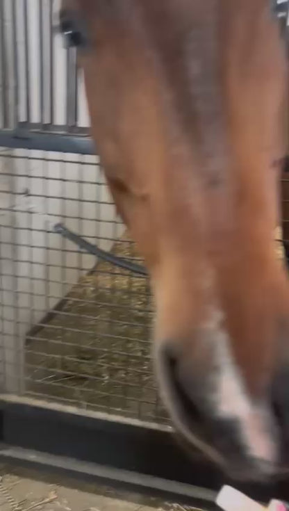 Organnact ATP Horse Supplement
