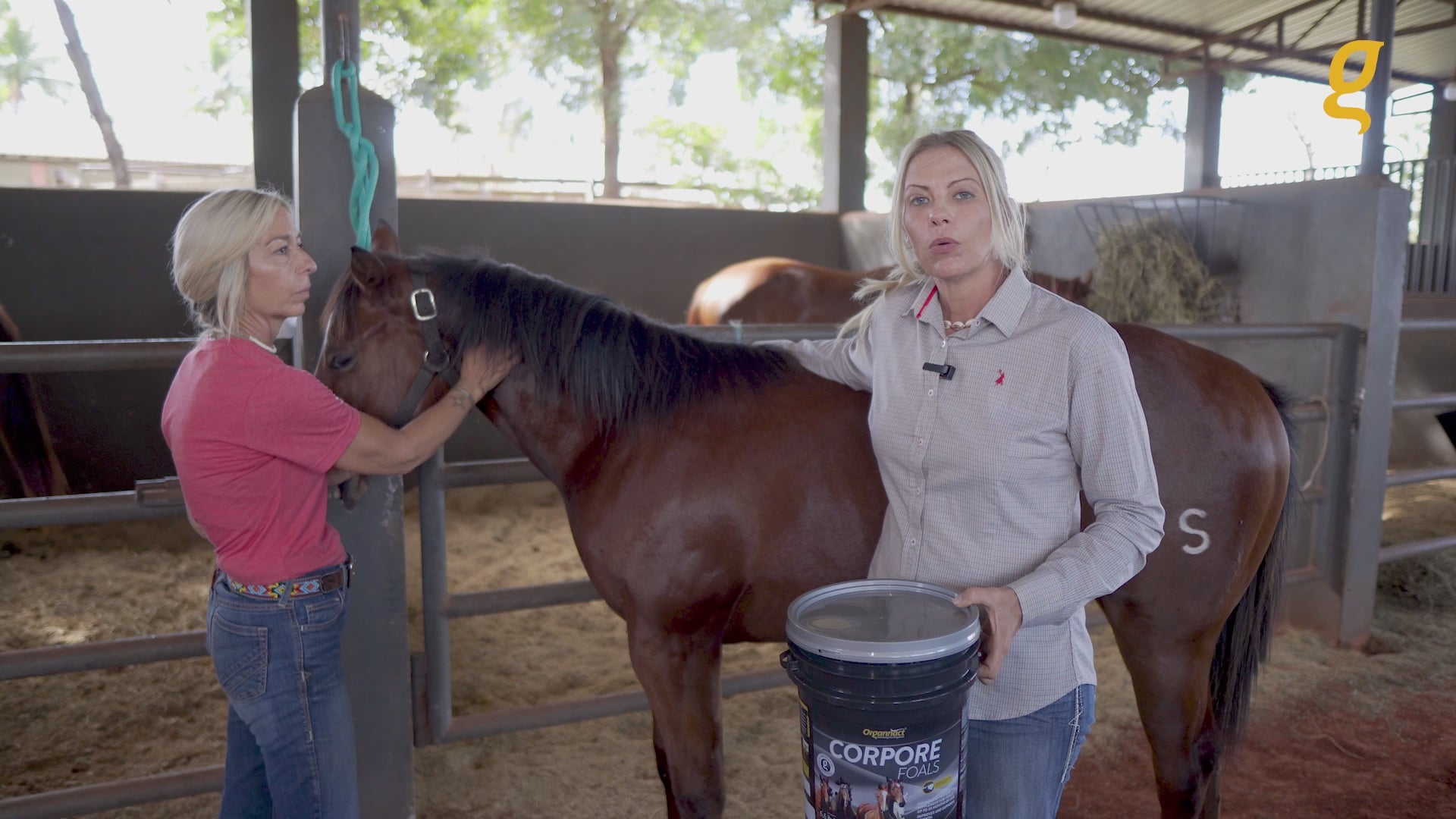 Load video: Pre race equines, BCAA equine, BCAA horses, Horse nutrition, Equine nutrition, Weight gain supplements for horses, Weight gain supplements for equines, Foals supplementation, Foal supplement, Supplements for foals, Healthy foal, Newborn foal supplement, Products for newborn foal, Newborn foal care, Foals essential care, Newborn foal, Foal products, Mares nutrition, Nutrition for mares