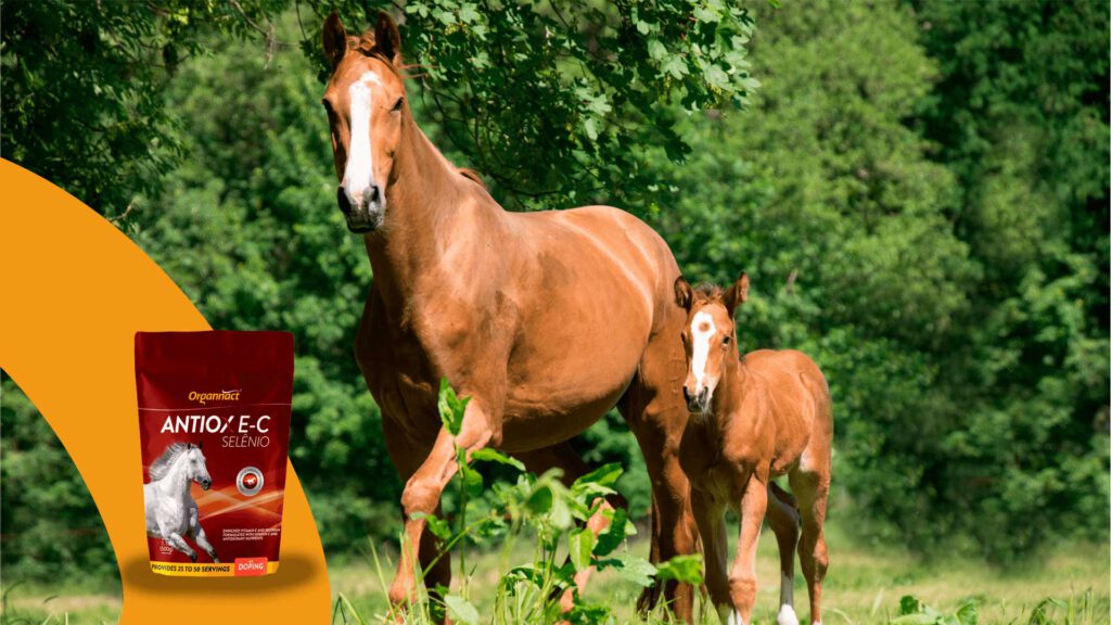 Organnact oxidative stress in horses, count with Antiox E-C Selenium