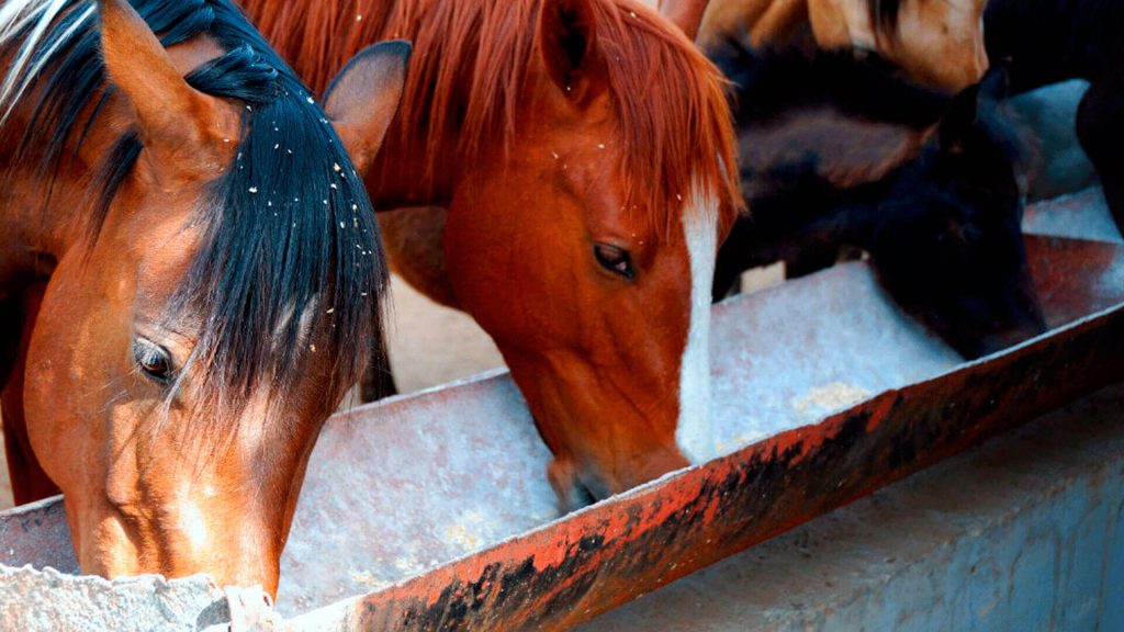 Two horses standing side to side while eating. Cover of Organnact Blog about Organnact's Blog cover equine gastric health