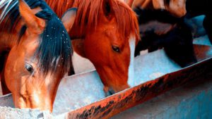 Two horses standing side to side while eating. Cover of Organnact Blog about Organnact's Blog cover equine gastric health